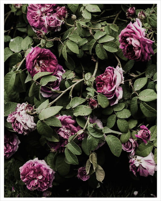 Fading Beauty