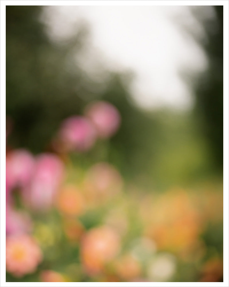 Dahlia Garden in Bloom