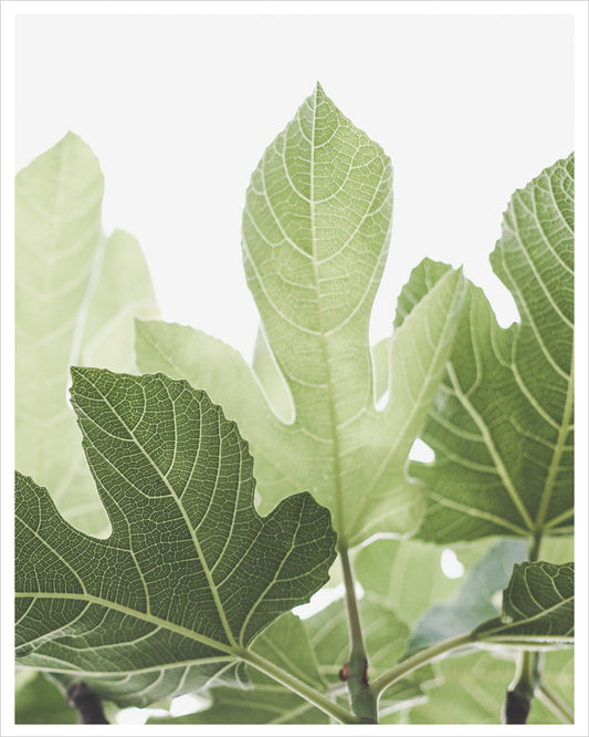 Luminous Fig Leaves