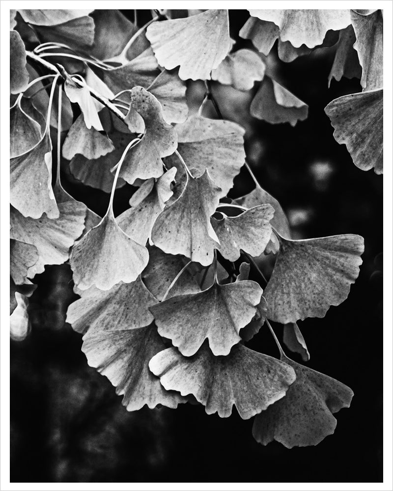 Ginkgo Biloba Leaves