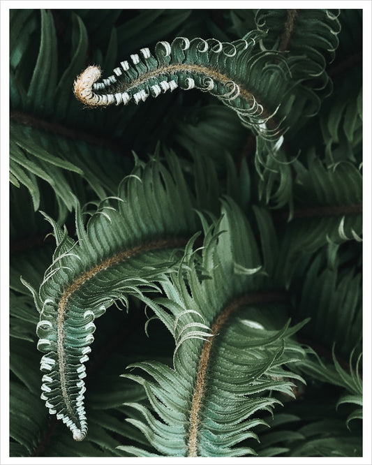 Awakening - Ferns of the PNW