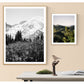 Mount Rainier in Bloom