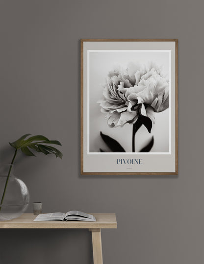 Art Print Poster: Pivoine