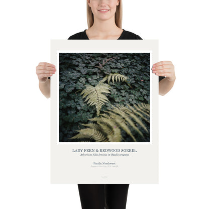 Art Print Poster: Lady Fern & Redwood Sorrel