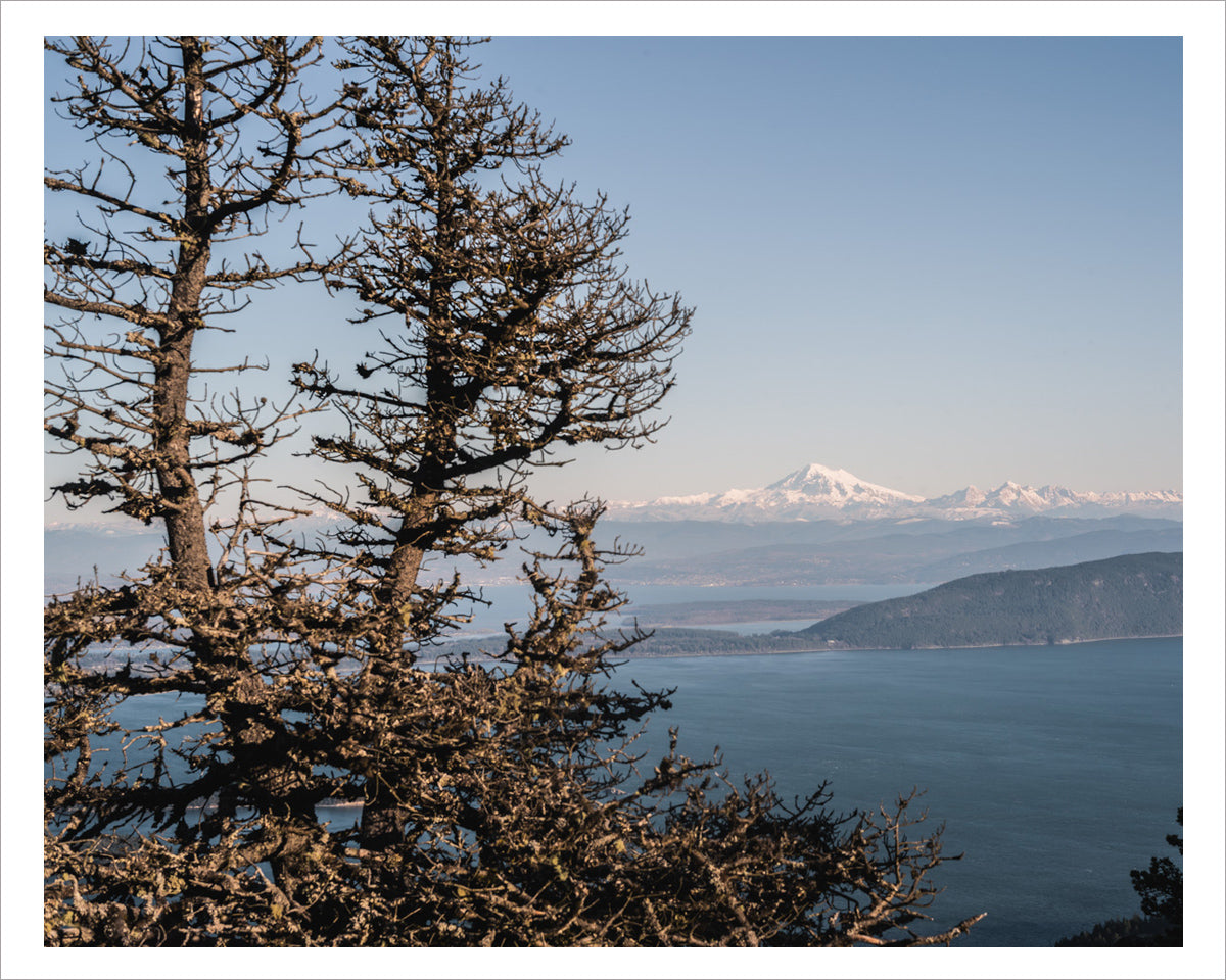 Mount Baker and Two Trees