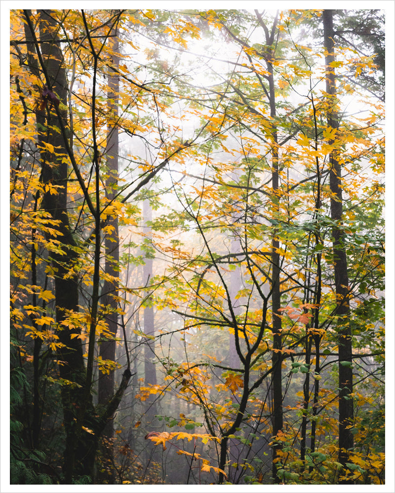 Into the Autumn Woods
