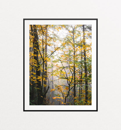 Into the Autumn Woods