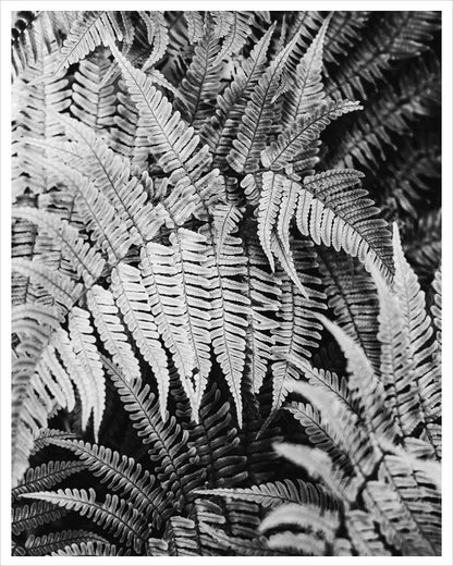 Wood Fern