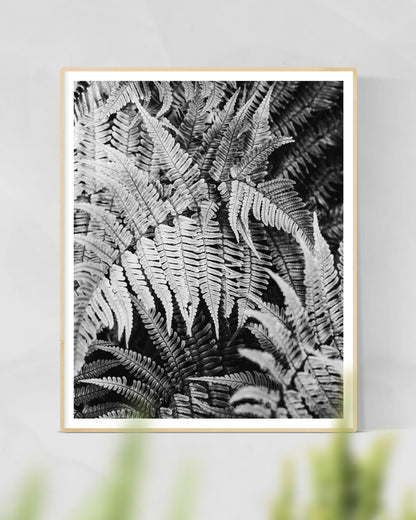 Wood Fern