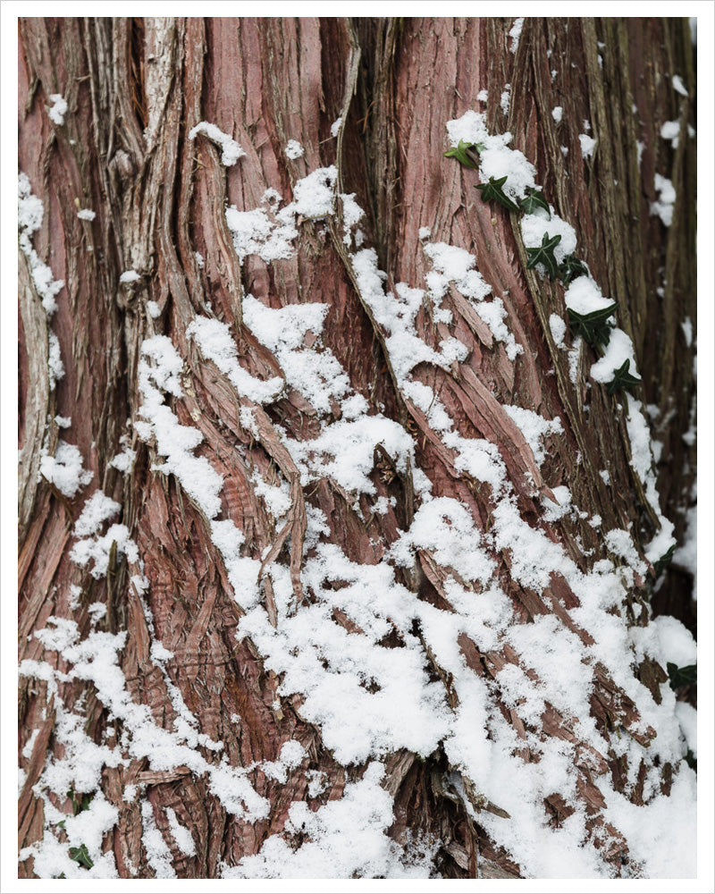 Snowy Western Red Cedar
