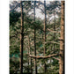 Trees of Deception Pass (on film)