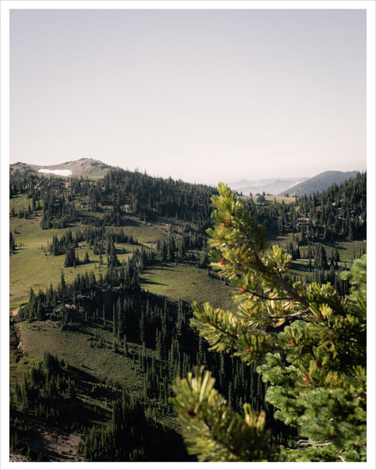 Alpine Meadows at Mount Rainier