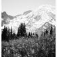 Mount Rainier in Bloom