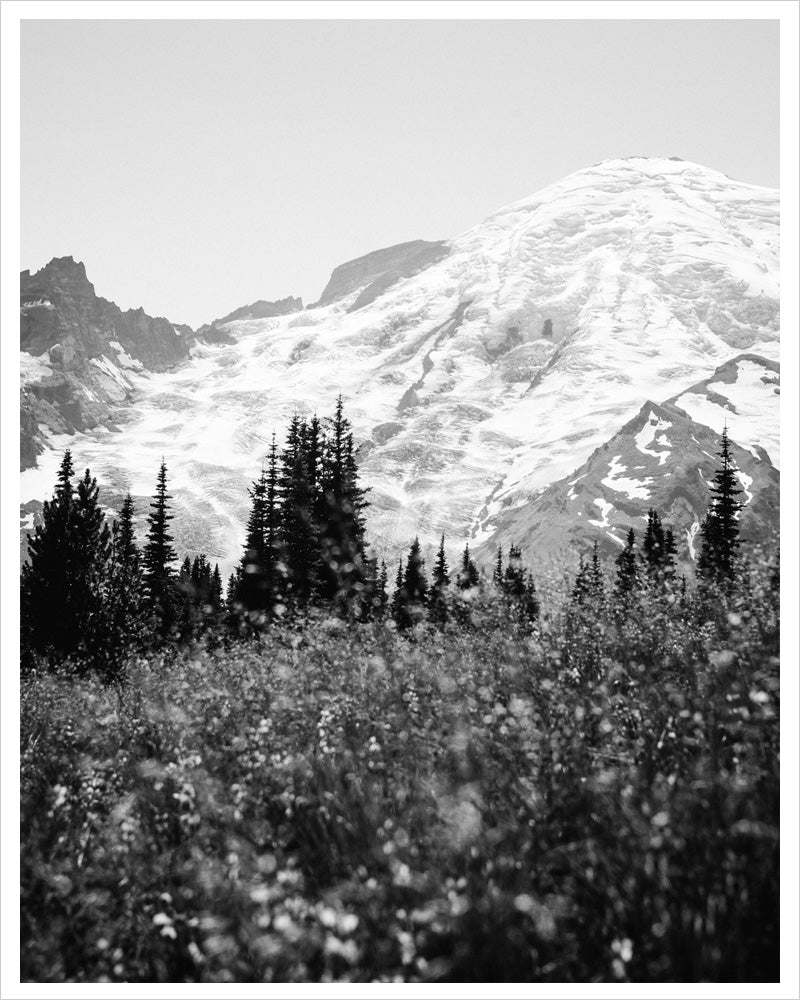Mount Rainier in Bloom