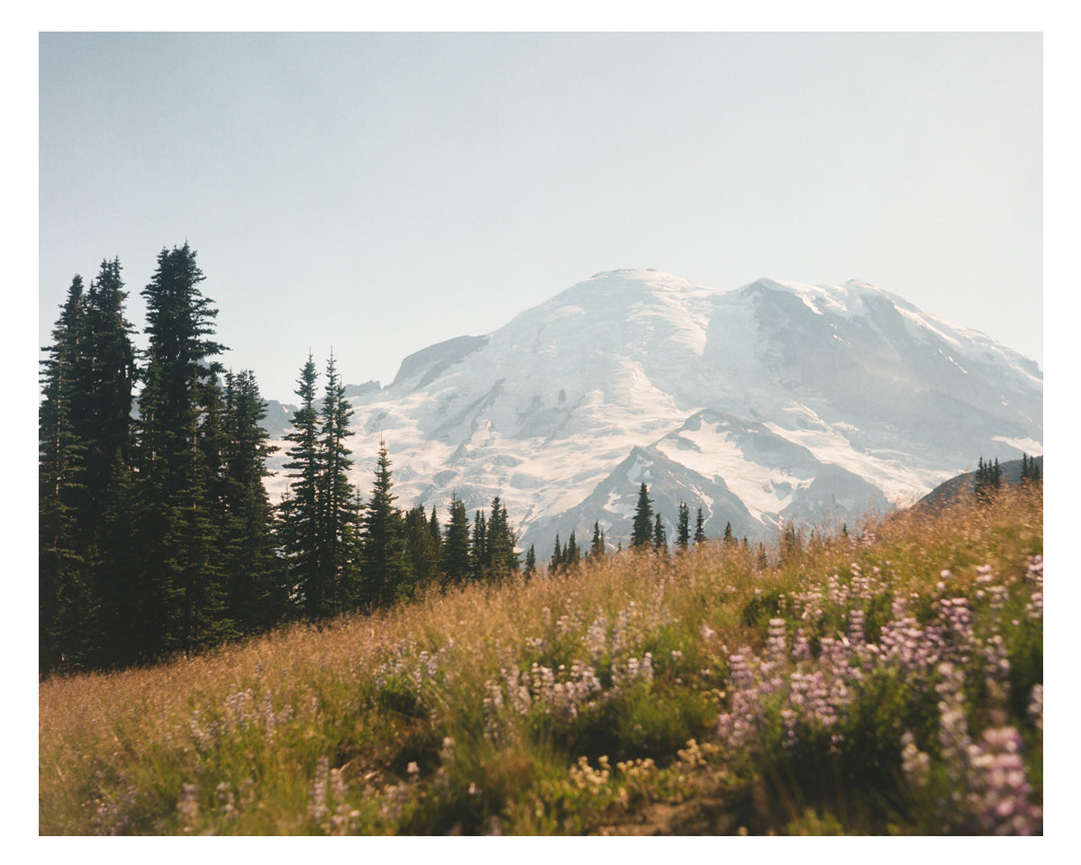Mount Rainier in bloom II (film)