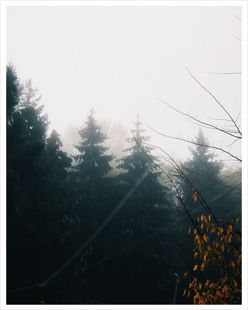 PNW Trees - Autumn Fog