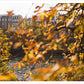 Bonjour Autumn
