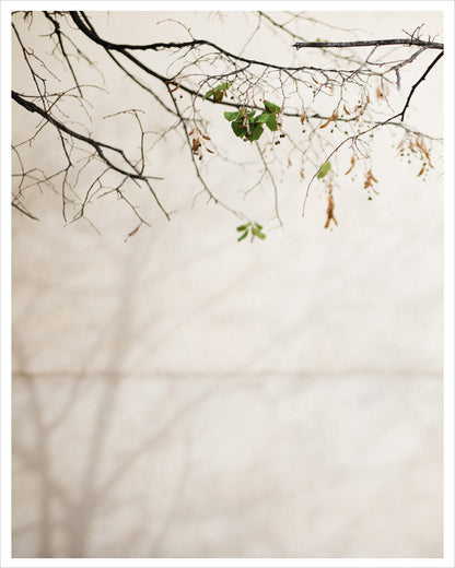 Hint of Autumn - Paris