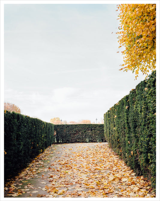 Autumnal Path - Paris