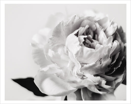 Eternal Peony