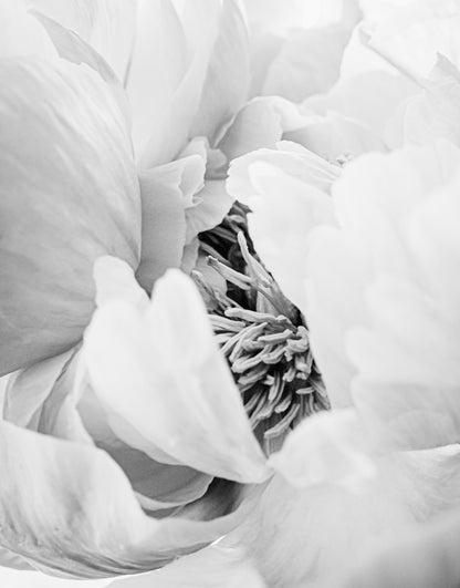 Heart of the Peony