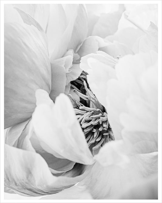 Heart of the Peony