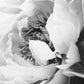 Peony Bloom