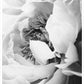 Peony Bloom