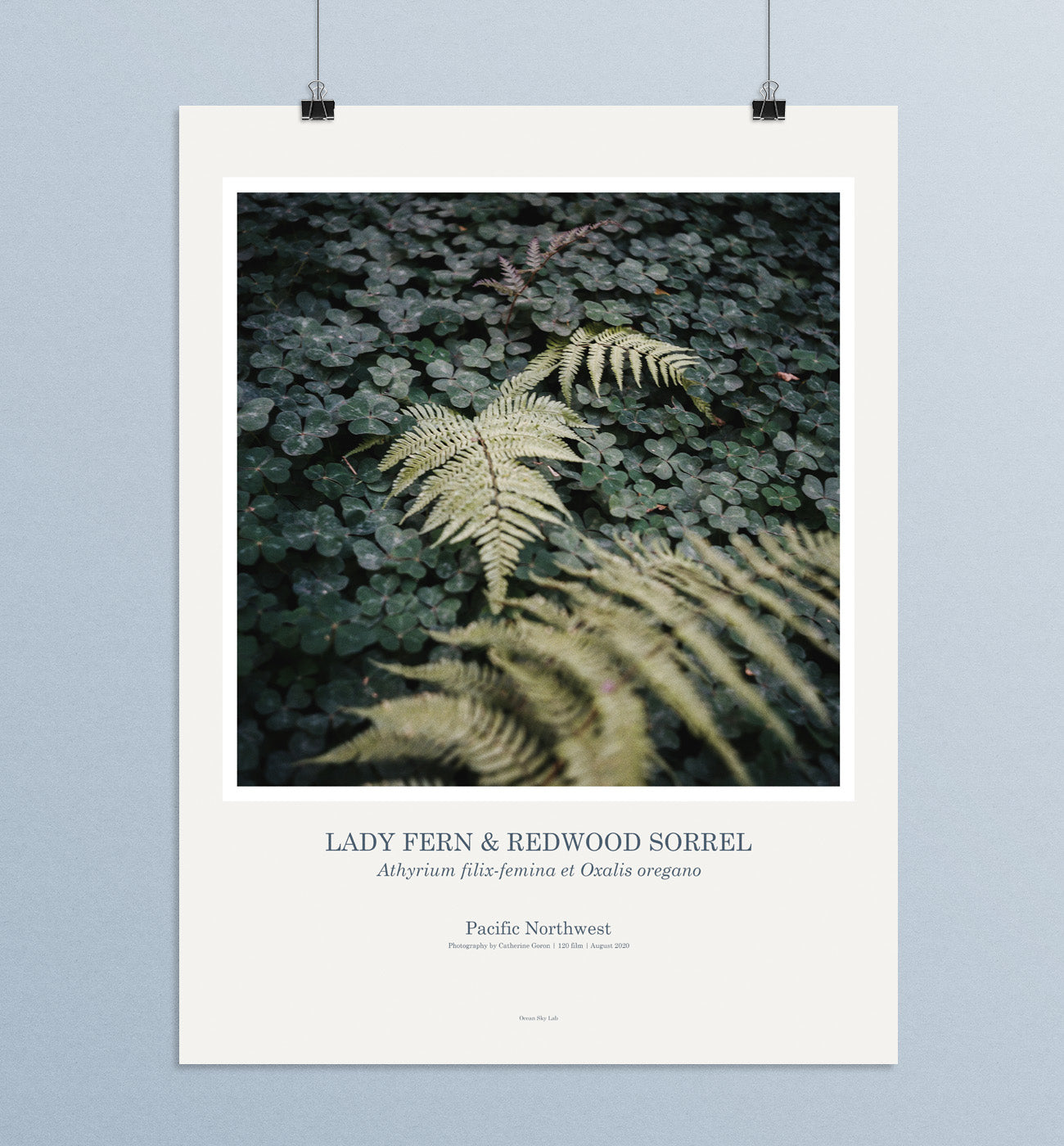 Art Print Poster: Lady Fern & Redwood Sorrel