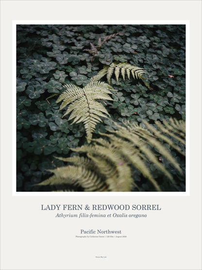 Art Print Poster: Lady Fern & Redwood Sorrel