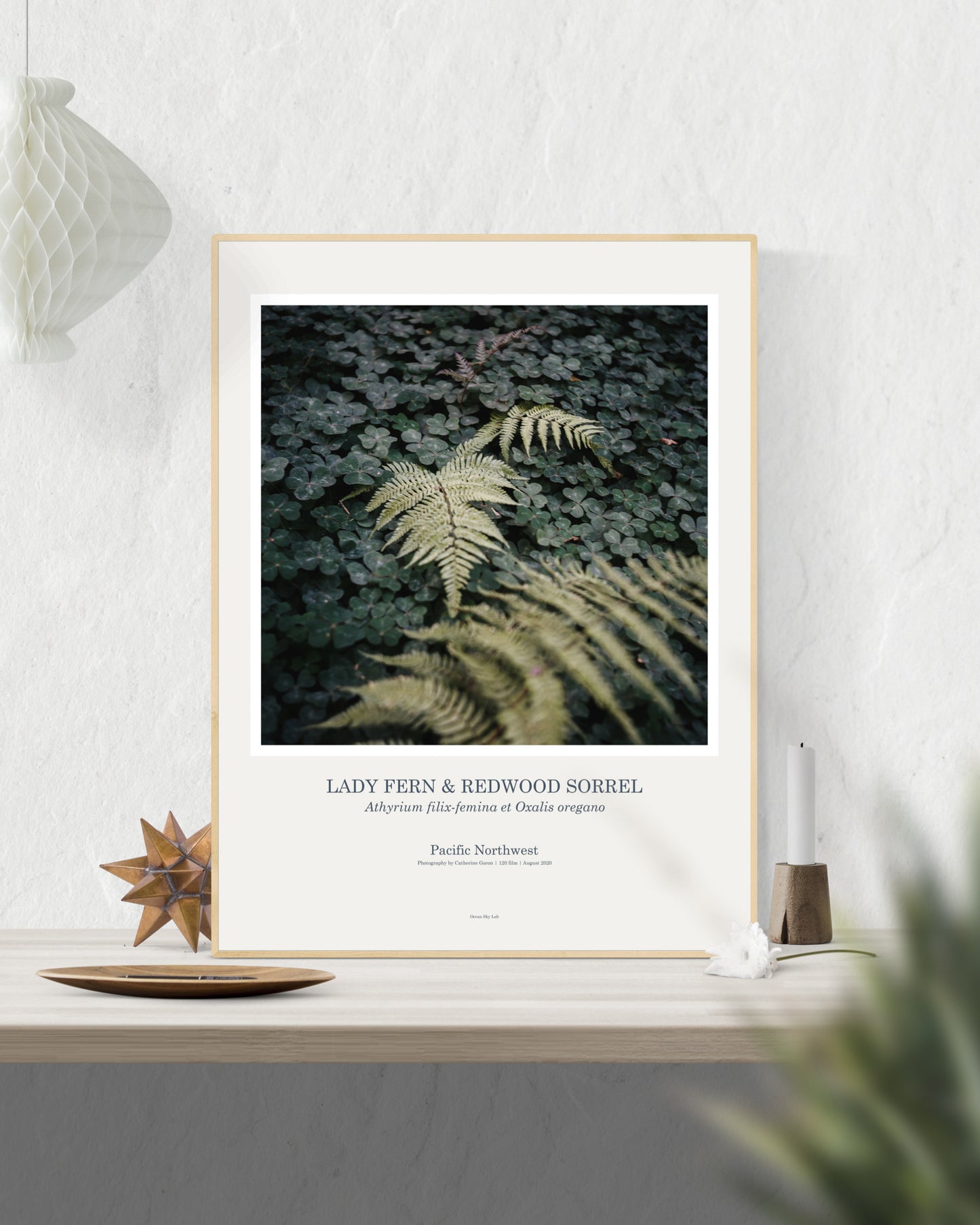 Art Print Poster: Lady Fern & Redwood Sorrel