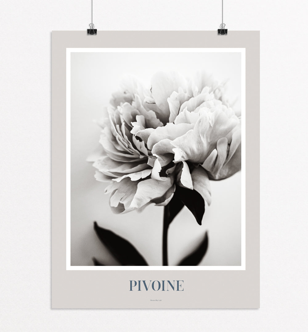 Art Print Poster: Pivoine