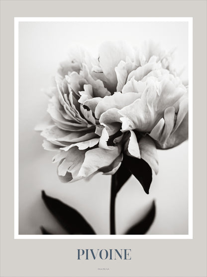 Art Print Poster: Pivoine