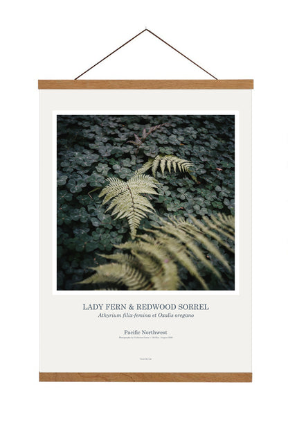 Art Print Poster: Lady Fern & Redwood Sorrel